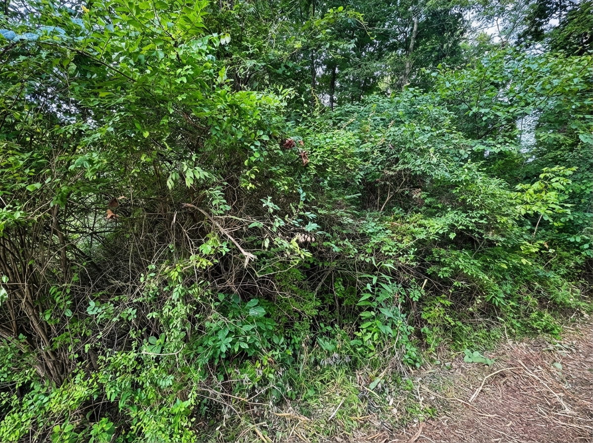 Overgrown property before Brushworks clearing