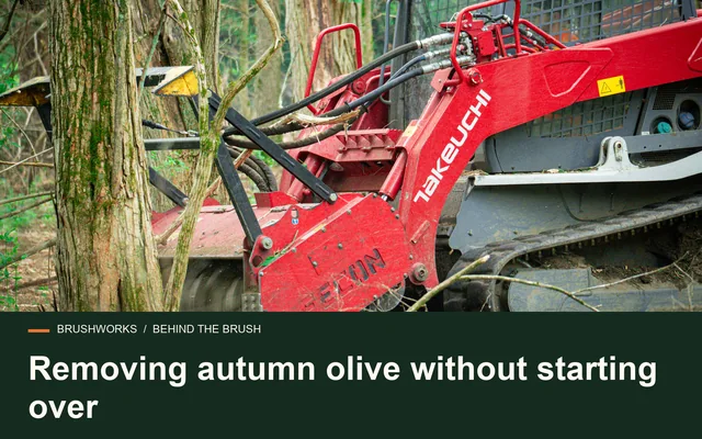 Removing autumn olive without starting over