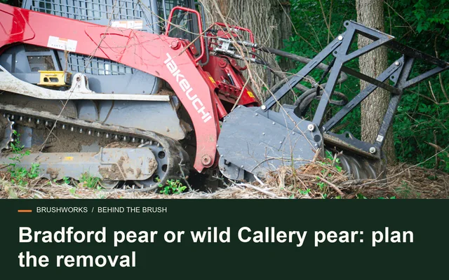 Bradford pear or wild Callery pear: plan the removal
