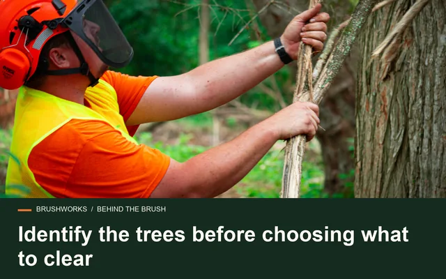 Identify the trees before choosing what to clear
