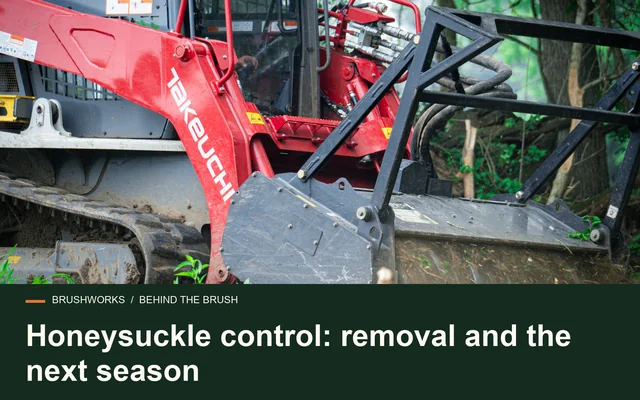 Honeysuckle control: removal and the next season