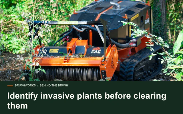 Identify invasive plants before clearing them