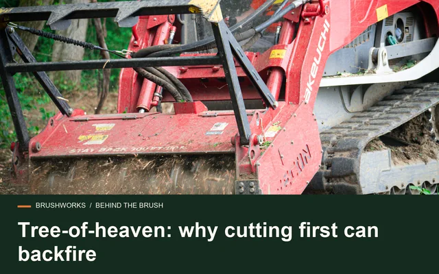 Tree-of-heaven: why cutting first can backfire