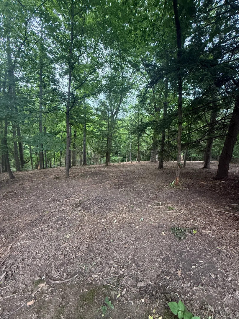 Brush and honeysuckle cleanup project after Brushworks clearing