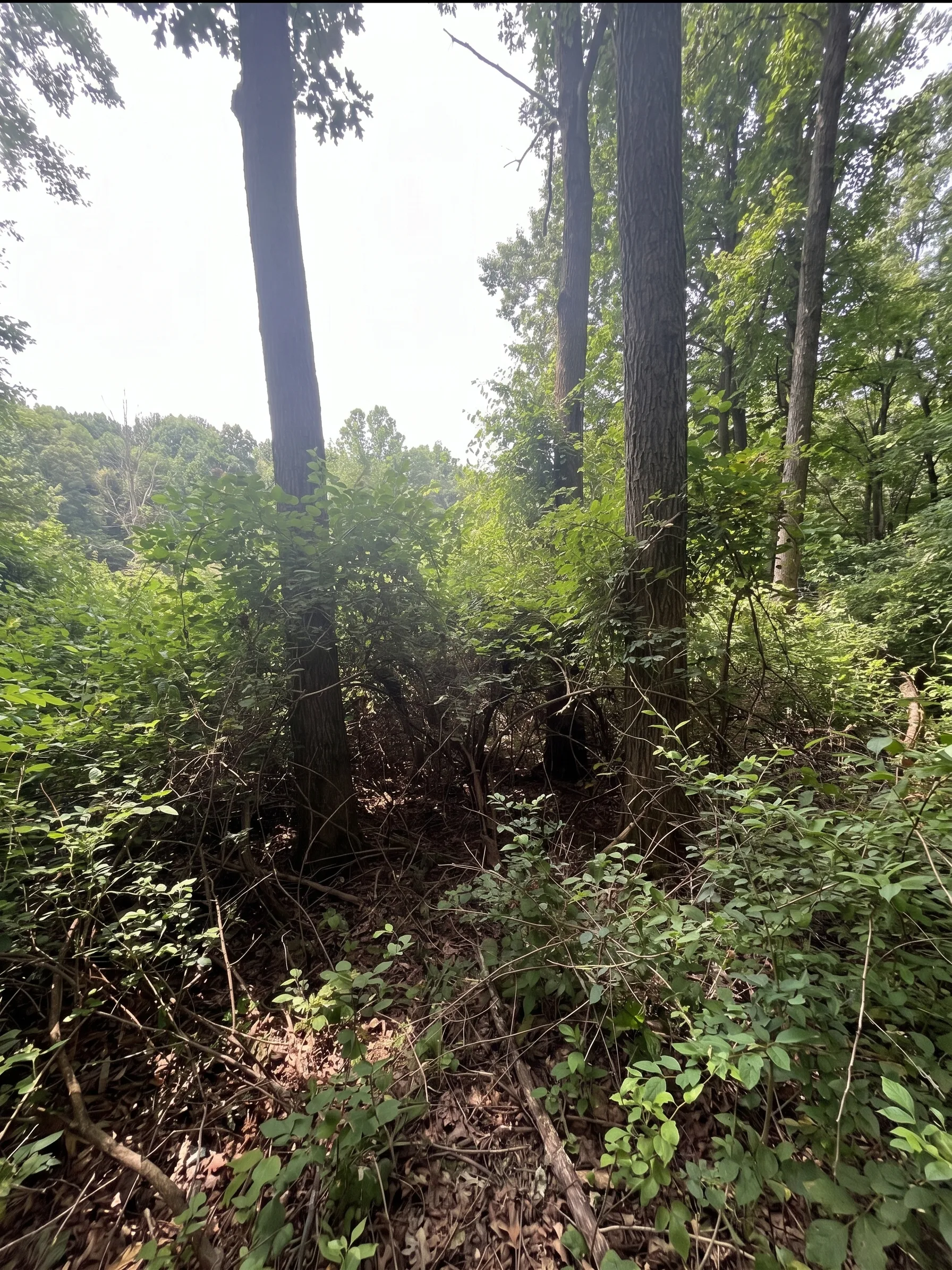 Brush and honeysuckle cleanup project before Brushworks clearing