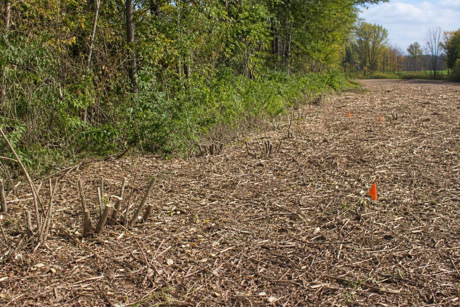 Freshly cleared land ready for post-clearing vegetation treatment