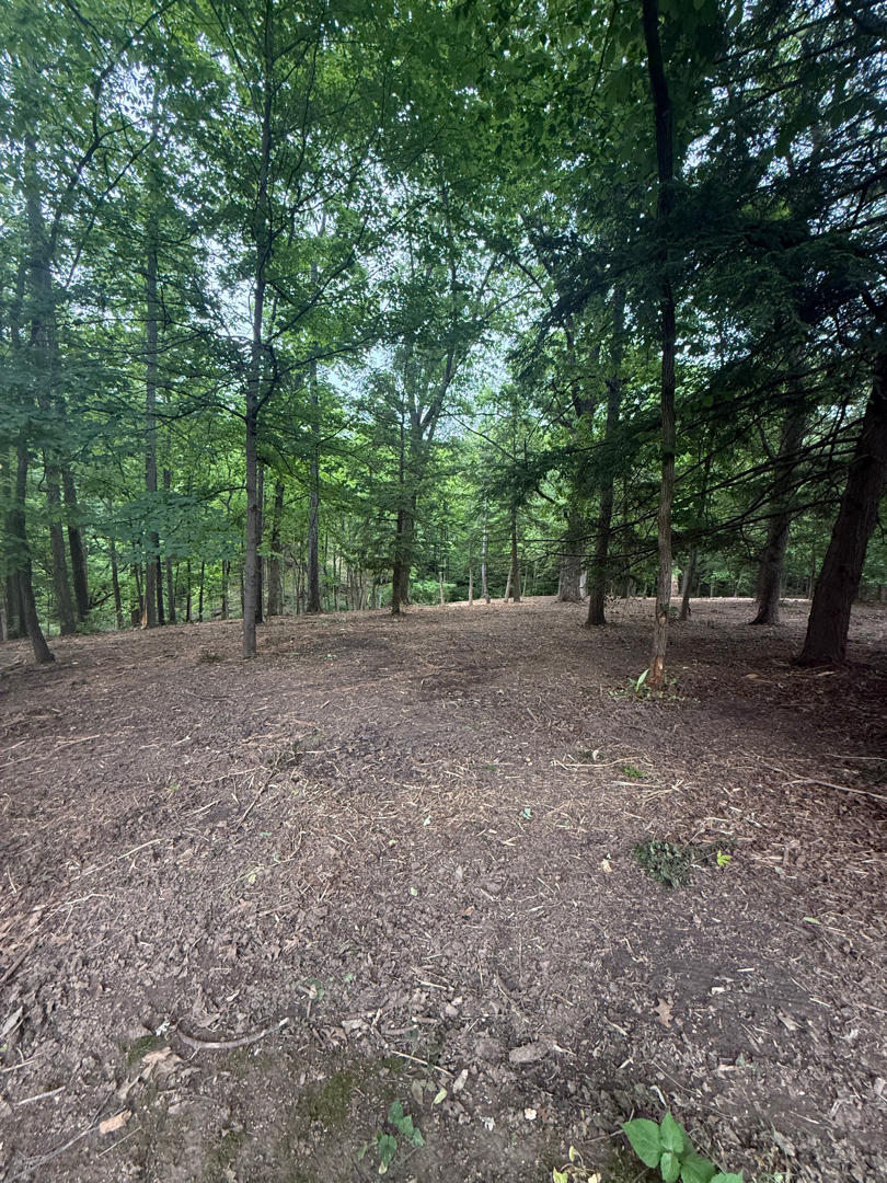 Brush and honeysuckle cleanup project after Brushworks clearing