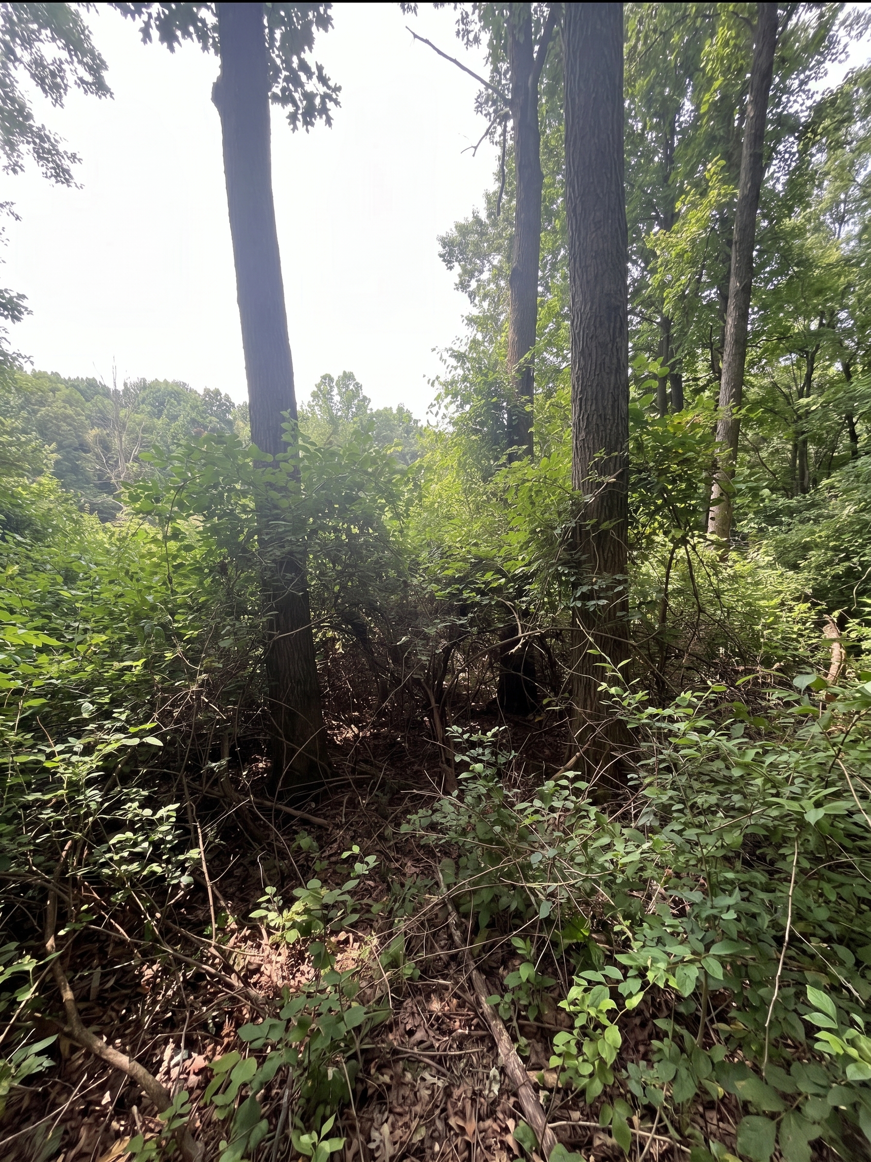 Brush and honeysuckle cleanup project before Brushworks clearing